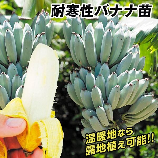 果樹苗 耐寒性バナナ アイスクリームバナナ