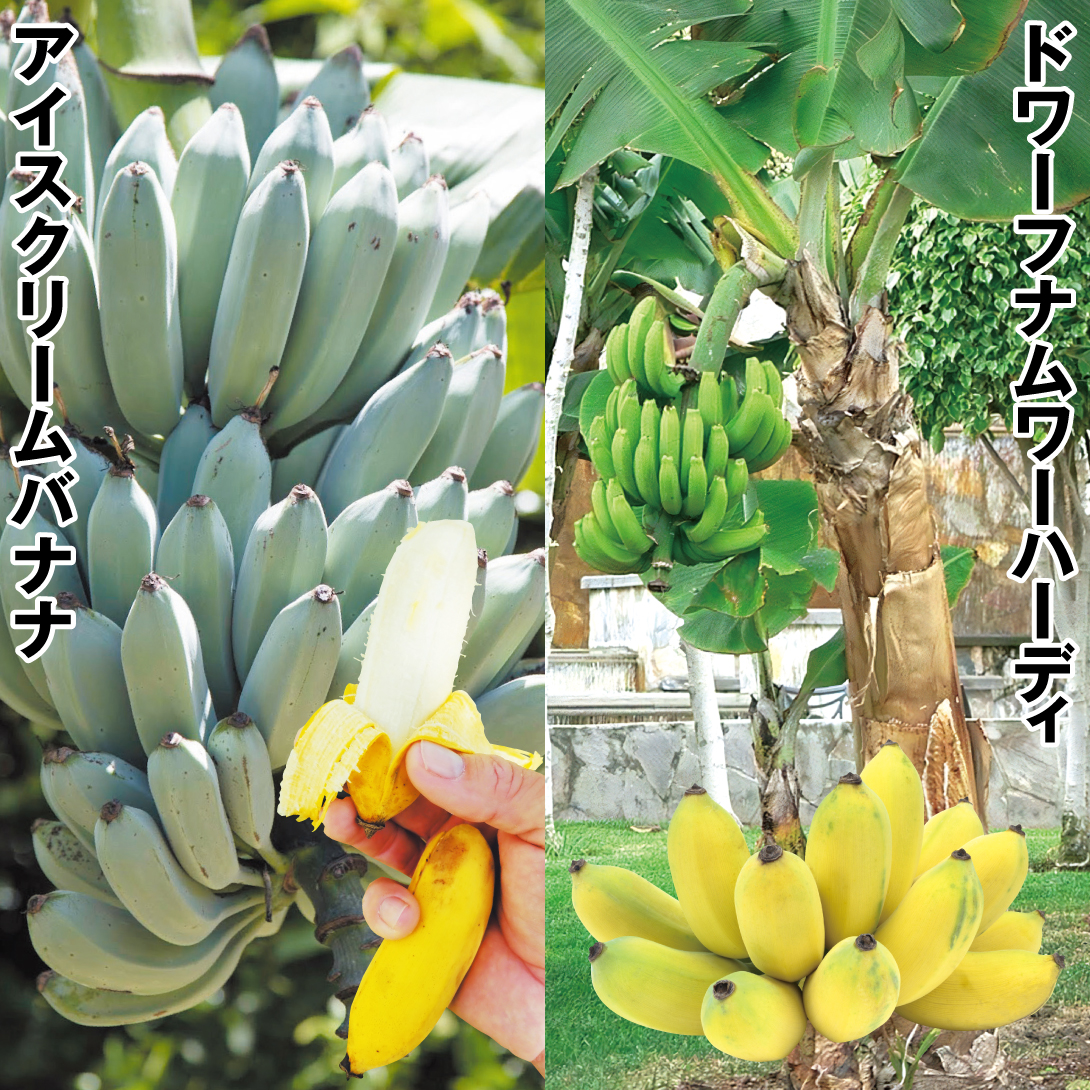 果樹苗 バナナ 寒さに強いバナナセット 2種2株