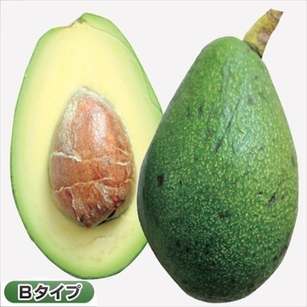 果樹苗 アボカド フェルテ (Bタイプ) 1株