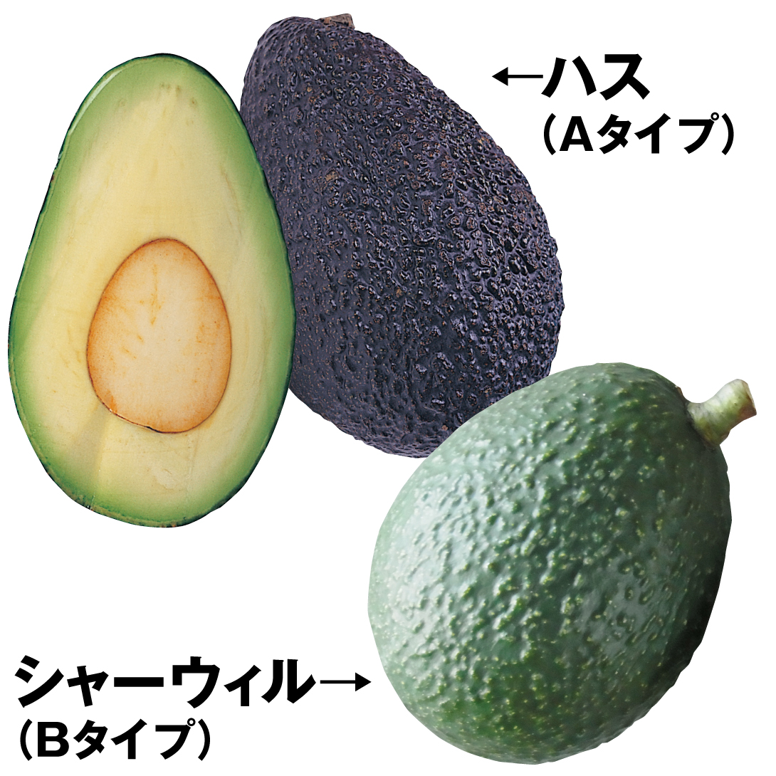 果樹苗 アボカド 豊産系アボカドセット 2種2株