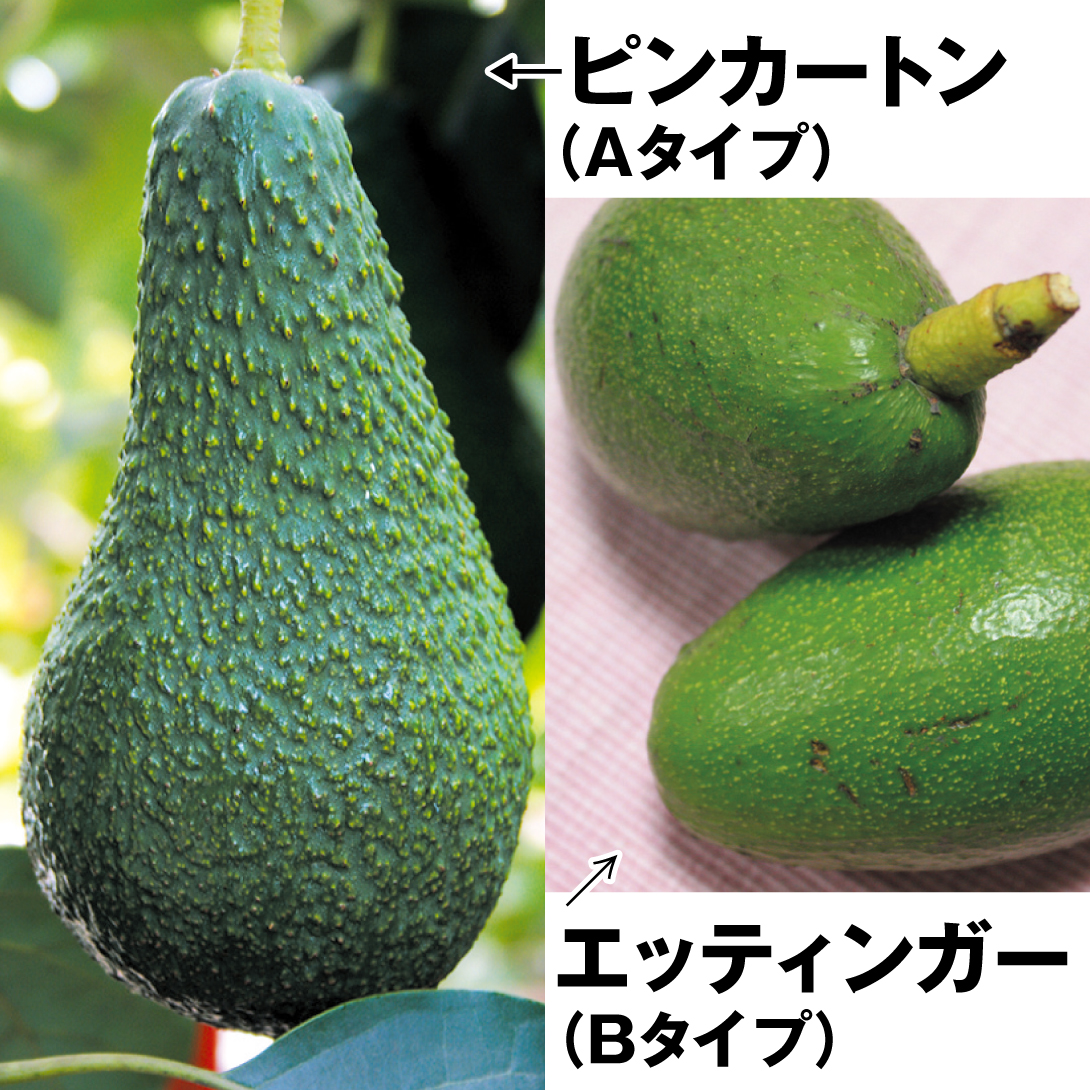 果樹苗 アボカド 耐寒性アボカドセット 2種2株