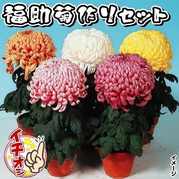 菊苗 福助・厚物苗セット  5種5芽