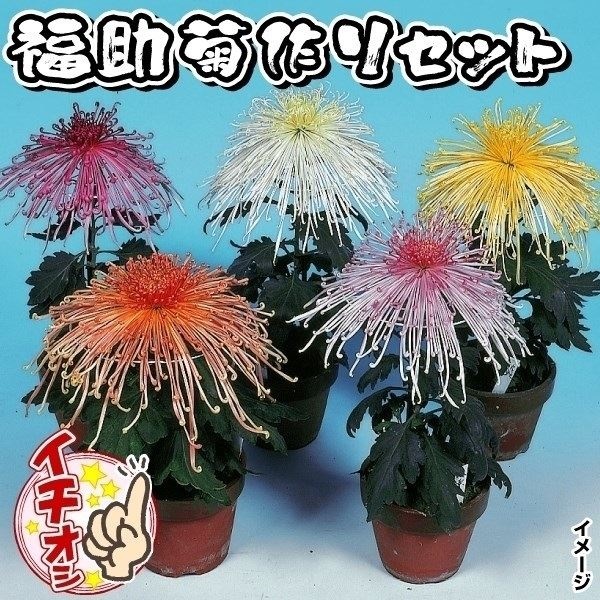 菊苗 福助・管物苗セット  5種5芽