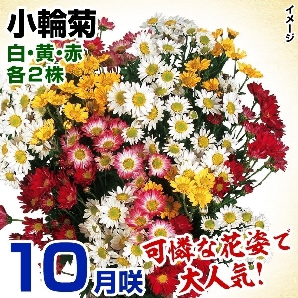 菊苗 特選10月咲小輪セット 3種6株(各2株・名称付)