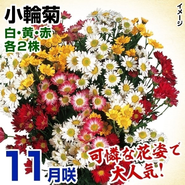 菊苗 特選11月咲小輪セット 3種6株(各2株・名称付)