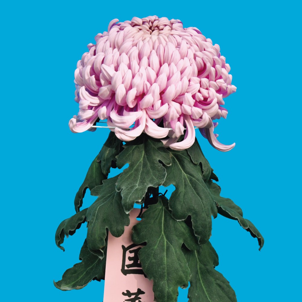 菊苗 大菊 国華天照 1芽 / 2025年発表花