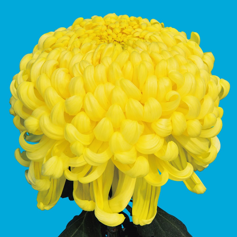 菊苗 大菊 国華寿亀 1芽 / 2025年発表花