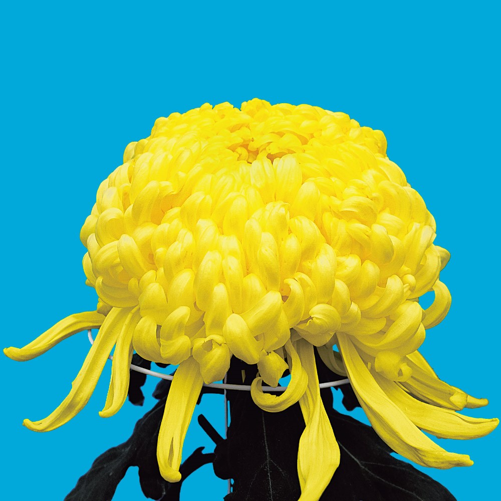 菊苗 大菊 国華臥龍 1芽 / 2025年発表花