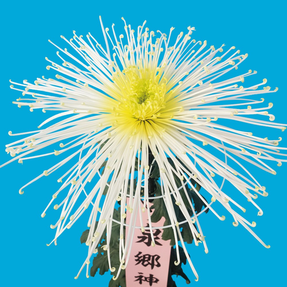 菊苗 大菊 泉郷神剣 1芽 / 2025年発表花