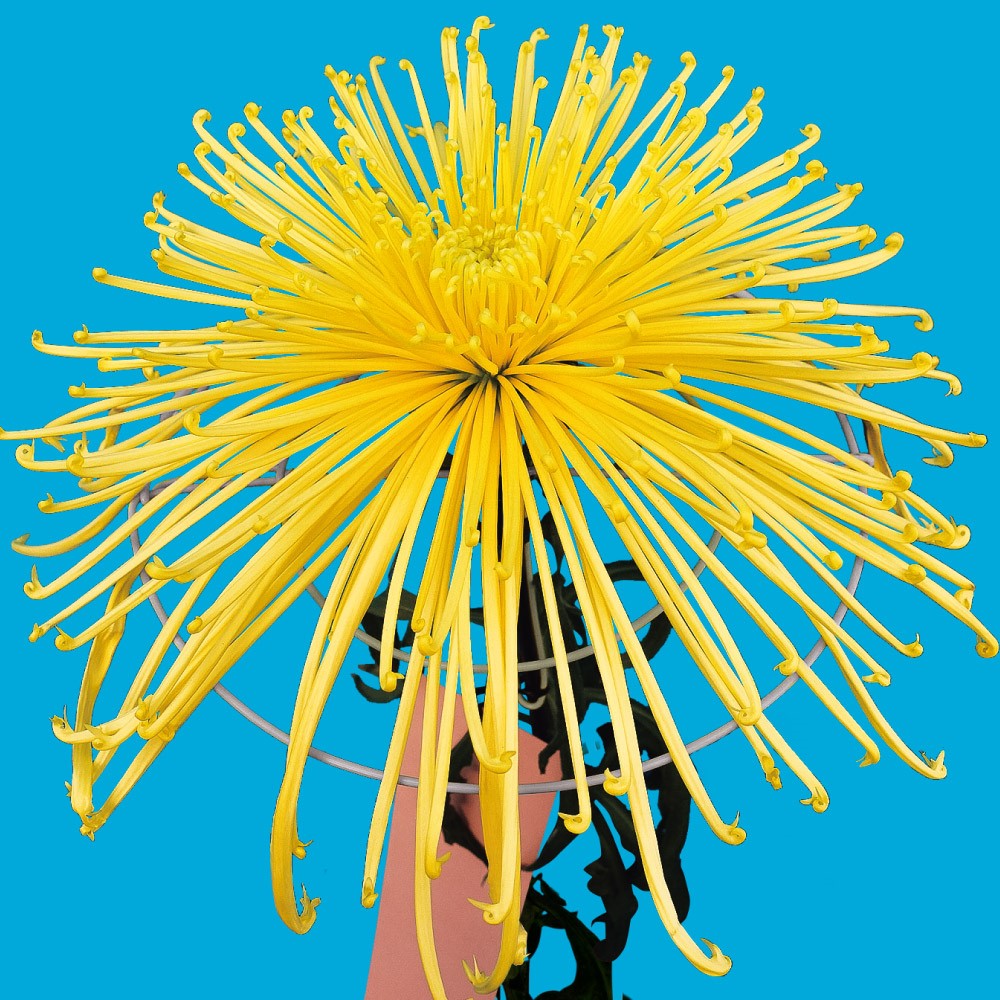 菊苗 大菊 泉郷龍水 1芽 / 2025年発表花