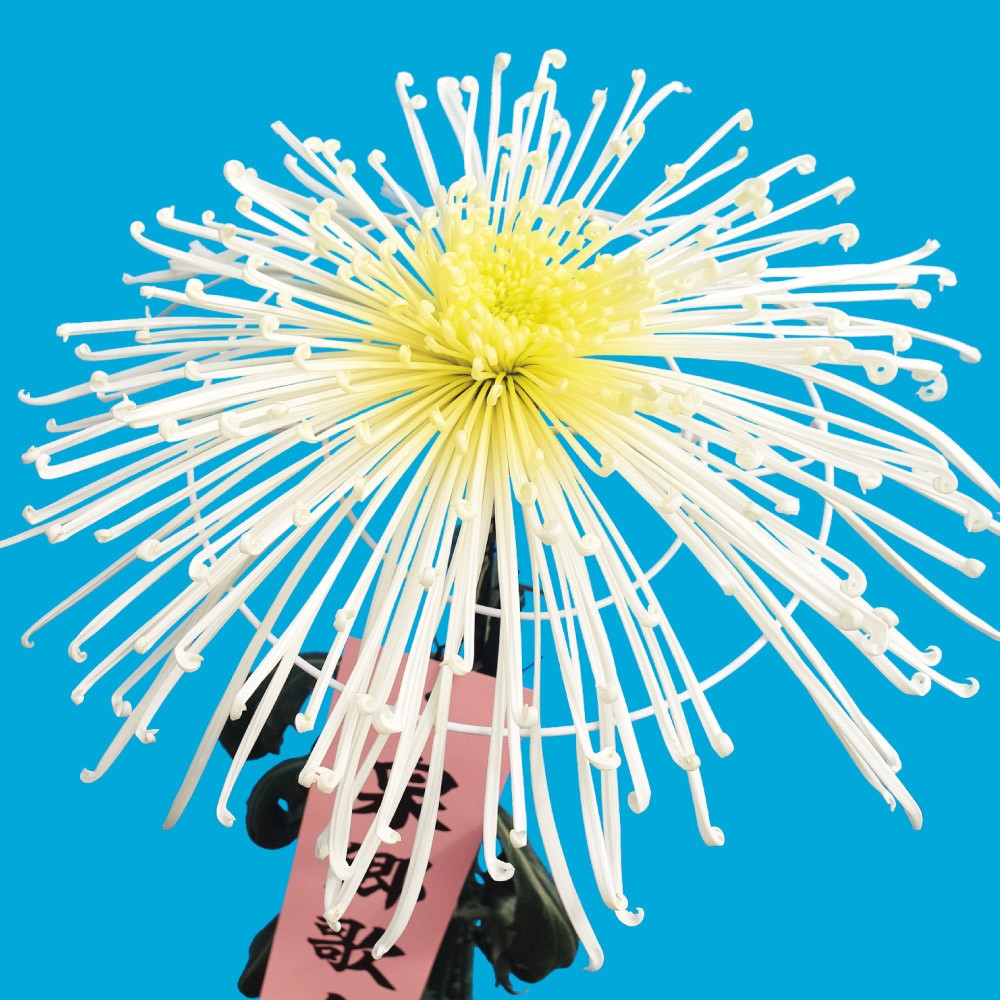菊苗 大菊 泉郷歌人 1芽 / 2025年発表花