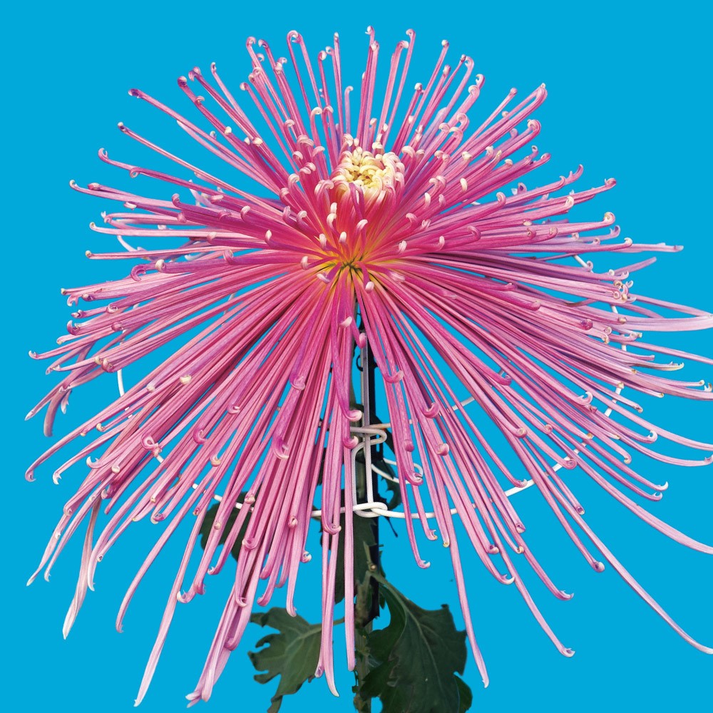 菊苗 大菊 泉郷閃光 1芽 / 2025年発表花