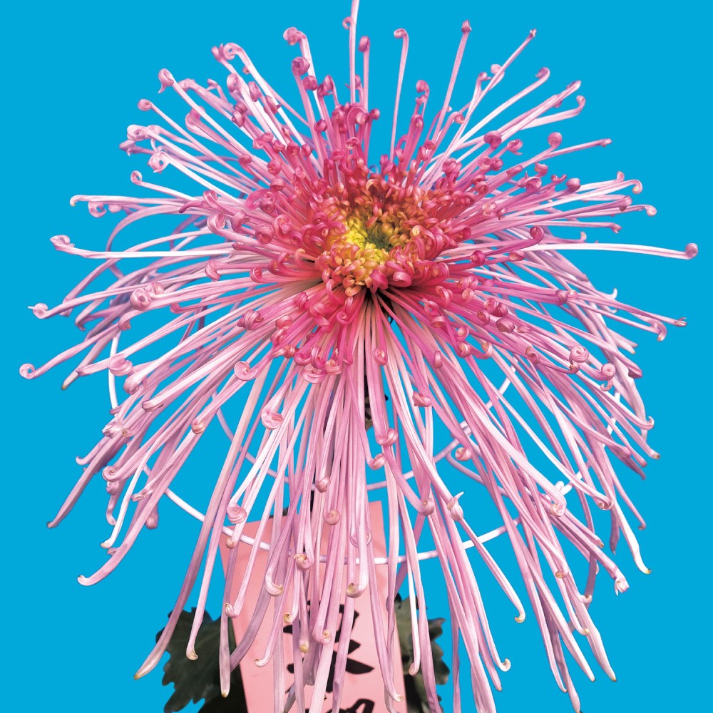 菊苗 大菊 泉郷一角獣 1芽 / 2025年発表花