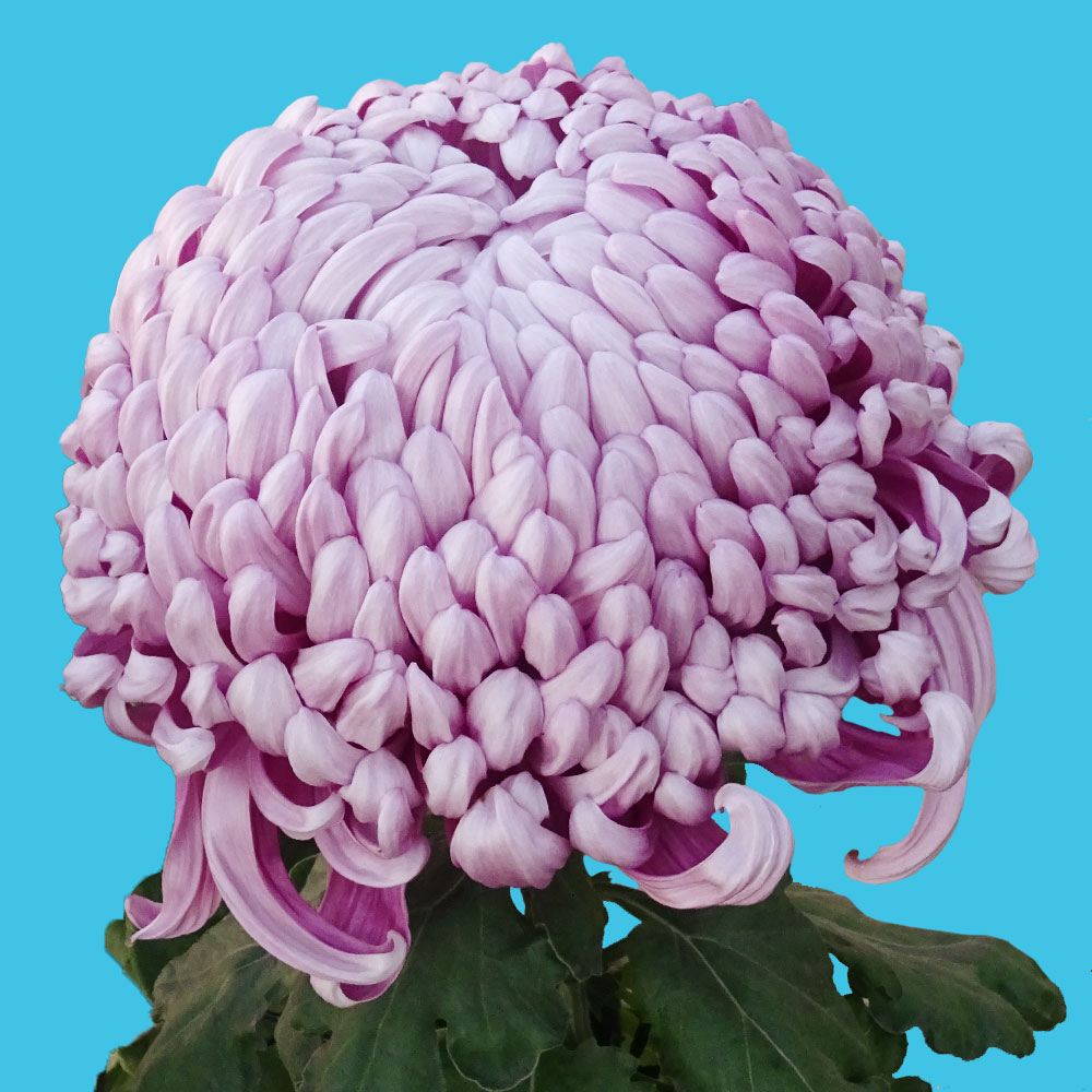 菊苗 大菊 国華摩天楼 1芽 / 2024年発表花