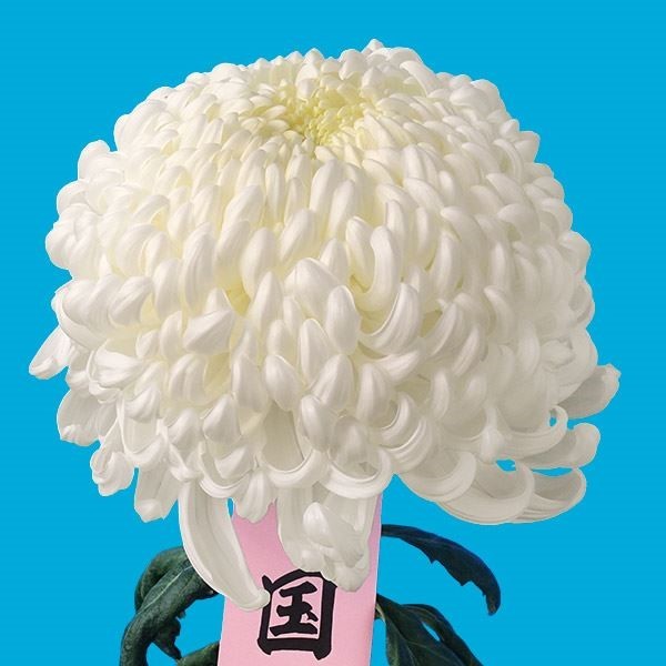 菊苗 大菊 国華梁山泊 1芽 / 2024年発表花