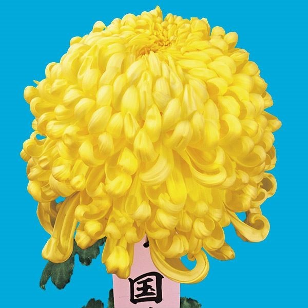 菊苗 大菊 国華寿限無 1芽 / 2024年発表花