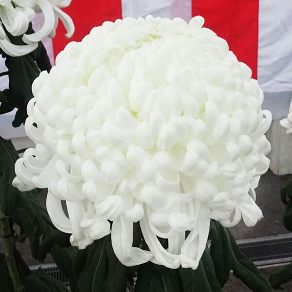 菊苗 大菊 国華太平楽 1芽 / 2024年発表花