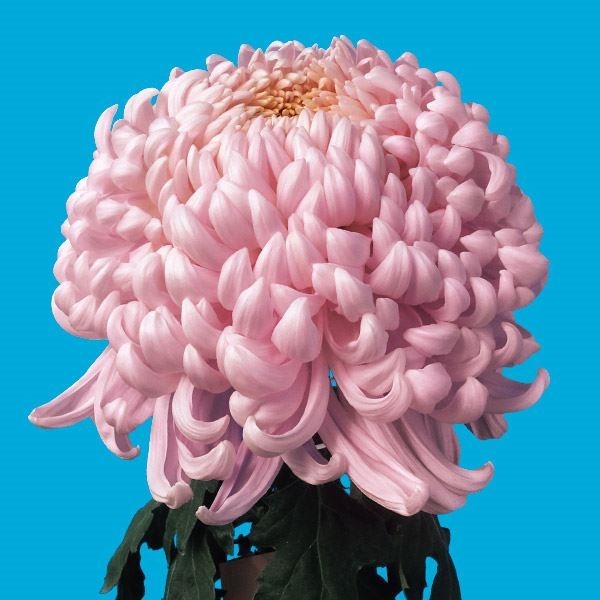 菊苗 大菊 国華極 1芽 / 2024年発表花