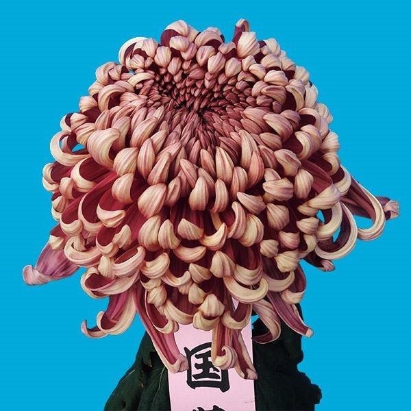 菊苗 大菊 国華翔 1芽 / 2024年発表花