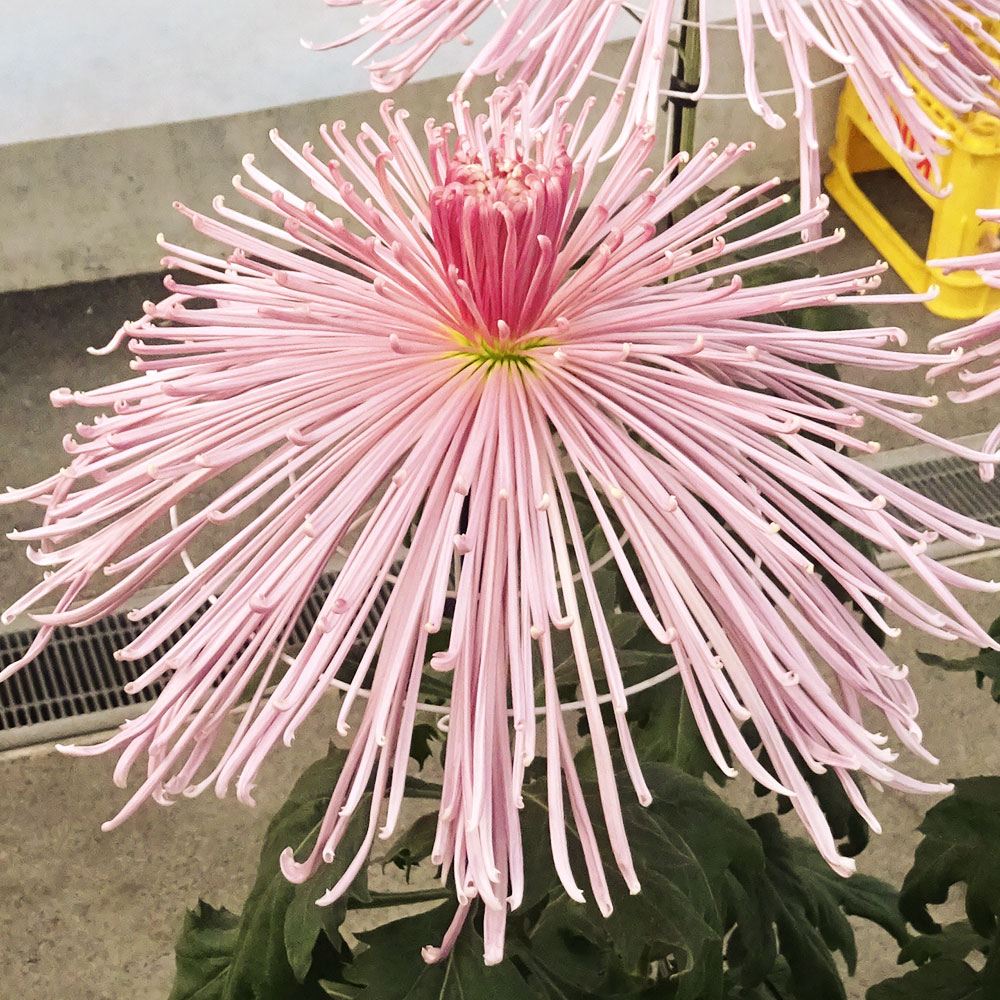 菊苗 大菊 泉郷早乙女 1芽 / 2024年発表花