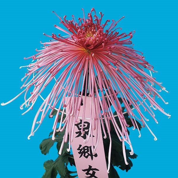 菊苗 大菊 泉郷女星 1芽 / 2024年発表花
