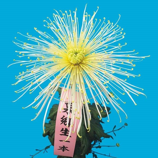 菊苗 大菊 泉郷生一本 1芽 / 2024年発表花