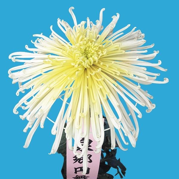 菊苗 大菊 泉郷円舞曲 1芽 / 2024年発表花