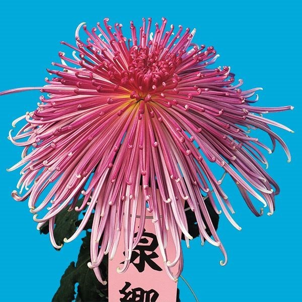 菊苗 大菊 泉郷花筏 1芽 / 2024年発表花