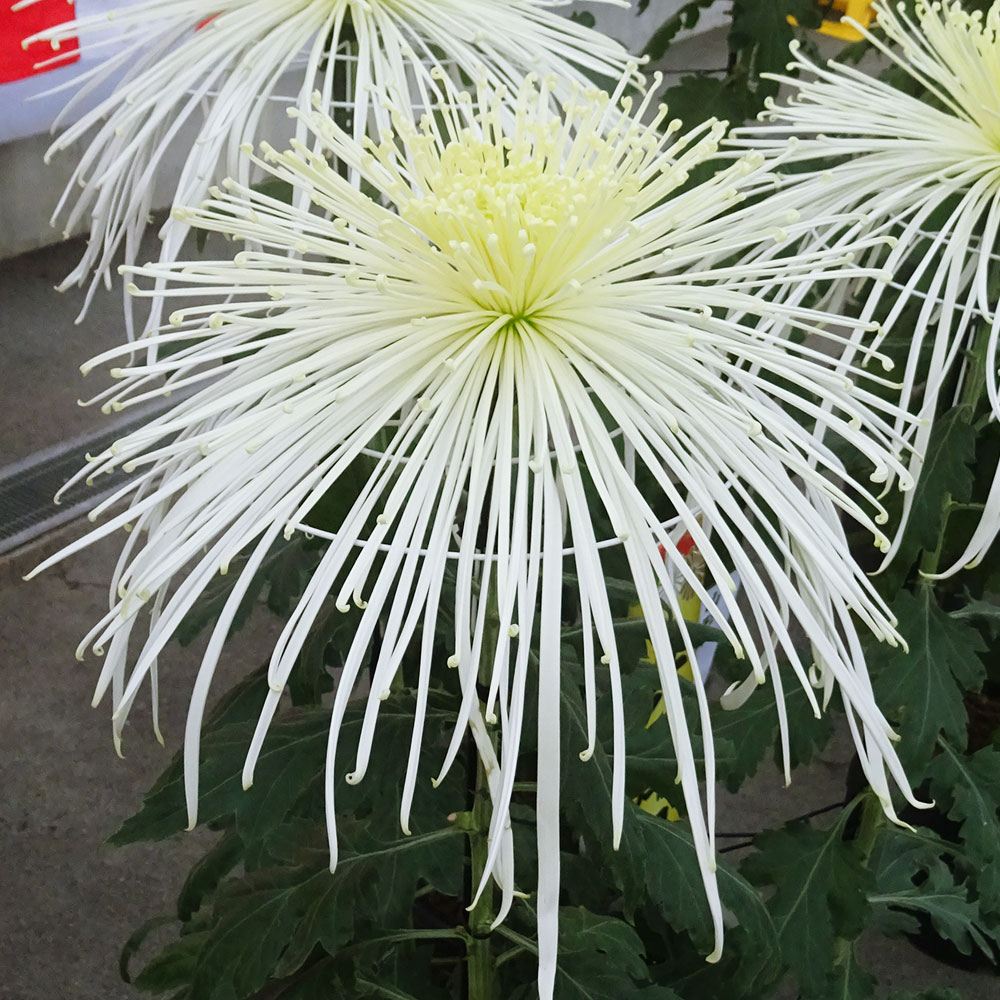 菊苗 大菊 泉郷千里眼 1芽 / 2024年発表花