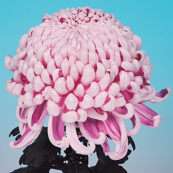 菊苗 大菊 国華桜島(P) 1芽