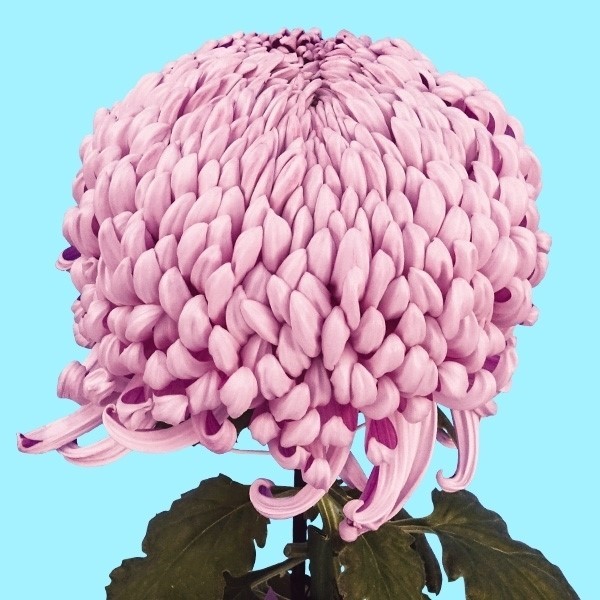 菊苗 大菊 国華久遠(P) 1芽