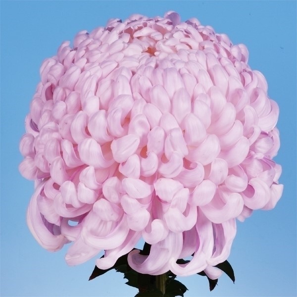 菊苗 大菊 国華香風(P) 1芽