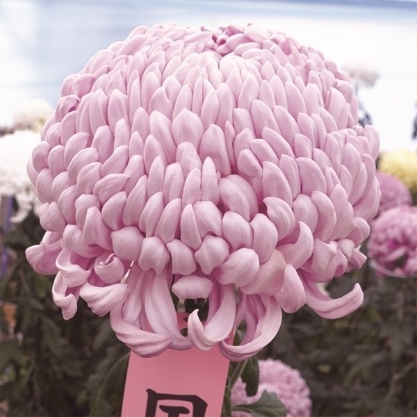 菊苗 大菊 国華姫星(P) 1芽