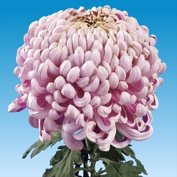 菊苗 大菊 国華吉野桜 1芽