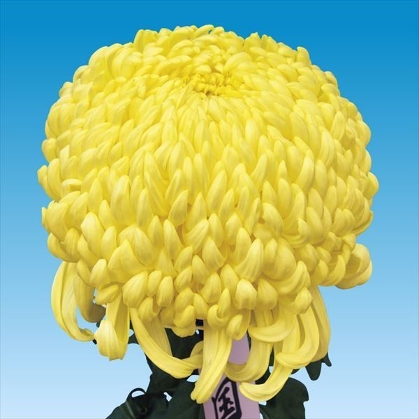 菊苗 大菊 国華加賀 1芽