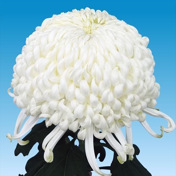 菊苗 大菊 国華笠置 1芽
