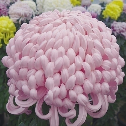 菊苗 大菊 国華夢想園 1芽