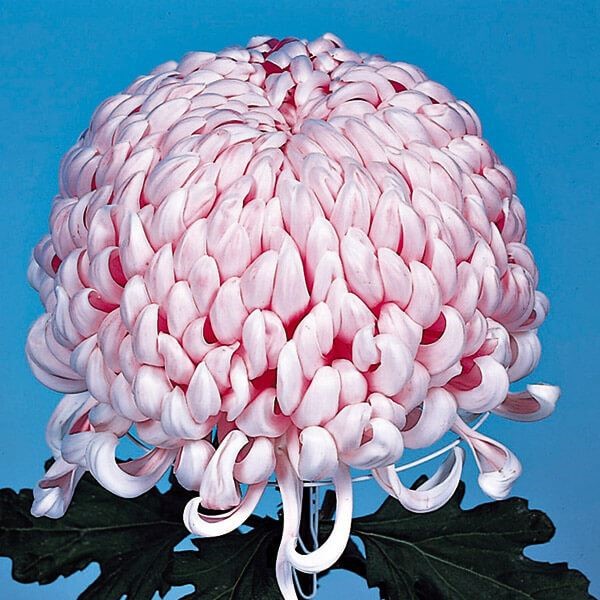菊苗 大菊 国華日舞 1芽