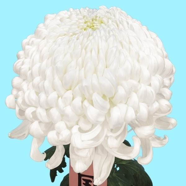 菊苗 大菊 国華志弦 1芽