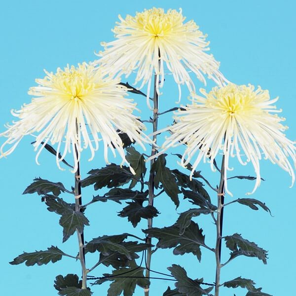 菊苗 大菊 泉郷白姿 1芽