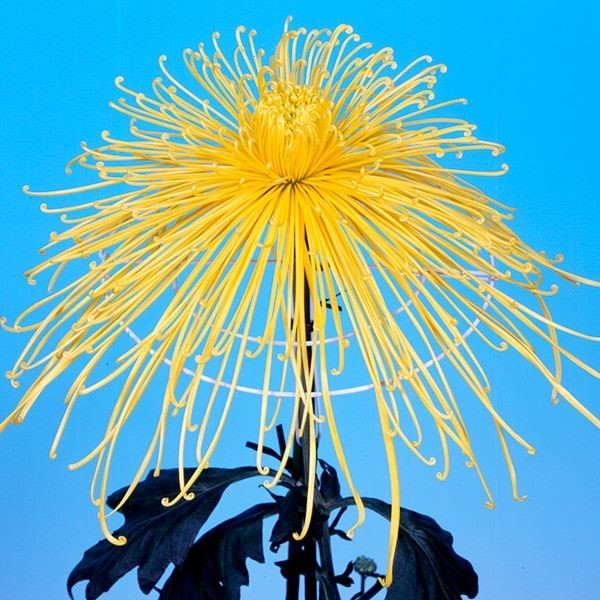 菊苗 大菊 泉郷飛雲 1芽
