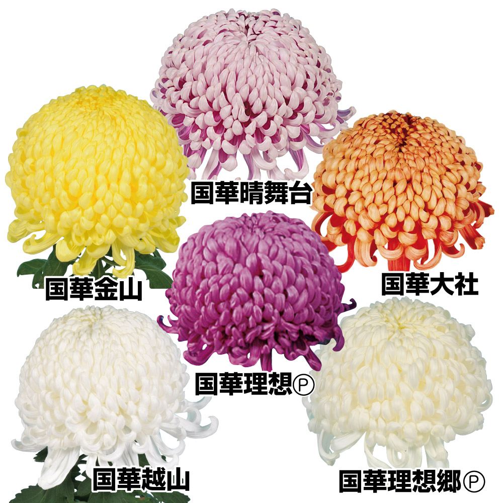 菊苗 大菊 大菊厚物特選セット 6種6芽
