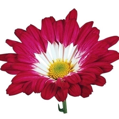 菊苗 小菊 祝菊 フラダンス 1株
