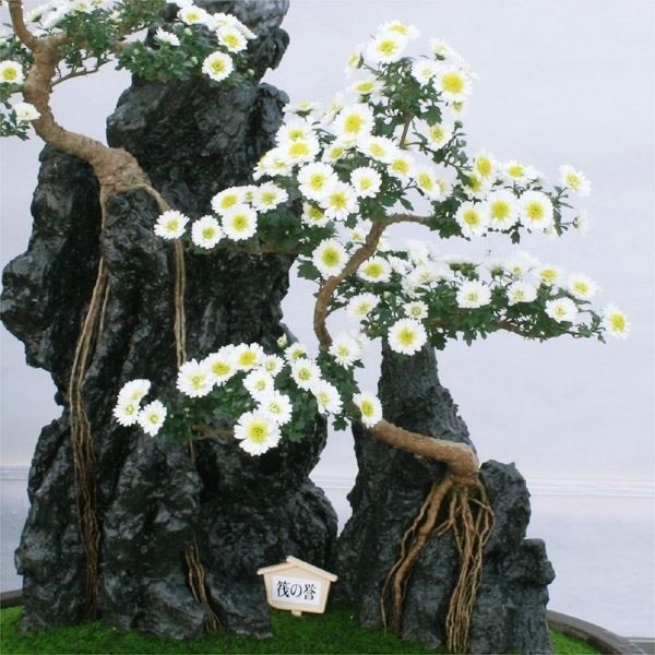 菊苗 小菊 盆栽菊 筏の誉 1株