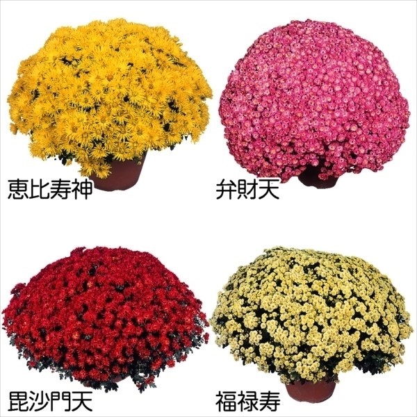 菊苗 八重咲ドーム菊セット 4種4株