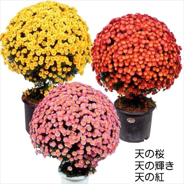菊苗 ぼん天仕立て用菊苗セット 3種3株