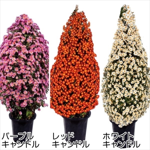 菊苗 ろうそく仕立て用菊苗セット 3種3株