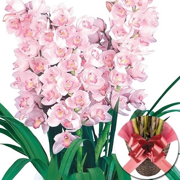 正月特集  シンビジューム 桃系（カゴ・リボン付き） 3本立て 1鉢 送料無料/[プラチナ会員限定チラシ］