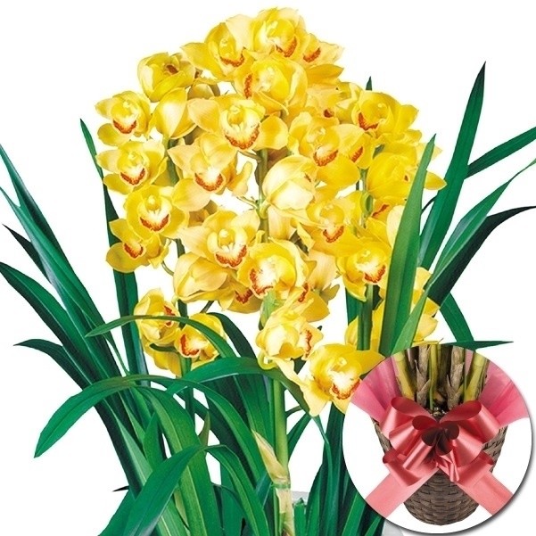 正月特集  シンビジューム 黄系（カゴ・リボン付き） 3本立て 1鉢 送料無料/[プラチナ会員限定チラシ］