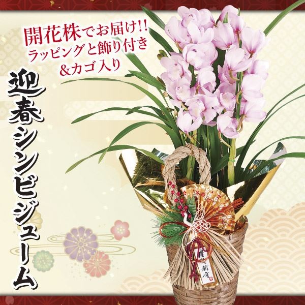 鉢花 迎春シンビジューム 1鉢 (花色おまかせ・3本立開花株・カゴ入り・ラッピング、しめ縄付) 送料無料/[プラチナ会員限定チラシ］